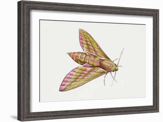 Elephant Hawk Moth (Deilephila Elpenor), Sphingidae. Artwork by Sandra Pond-null-Framed Giclee Print