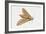 Elephant Hawk Moth (Deilephila Elpenor), Sphingidae. Artwork by Sandra Pond-null-Framed Giclee Print