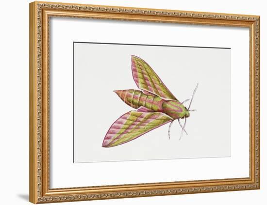 Elephant Hawk Moth (Deilephila Elpenor), Sphingidae. Artwork by Sandra Pond-null-Framed Giclee Print