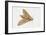Elephant Hawk Moth (Deilephila Elpenor), Sphingidae. Artwork by Sandra Pond-null-Framed Giclee Print