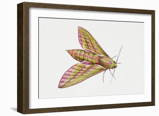 Elephant Hawk Moth (Deilephila Elpenor), Sphingidae. Artwork by Sandra Pond-null-Framed Giclee Print