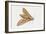 Elephant Hawk Moth (Deilephila Elpenor), Sphingidae. Artwork by Sandra Pond-null-Framed Giclee Print