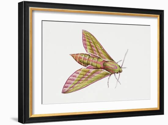 Elephant Hawk Moth (Deilephila Elpenor), Sphingidae. Artwork by Sandra Pond-null-Framed Giclee Print