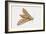 Elephant Hawk Moth (Deilephila Elpenor), Sphingidae. Artwork by Sandra Pond-null-Framed Giclee Print