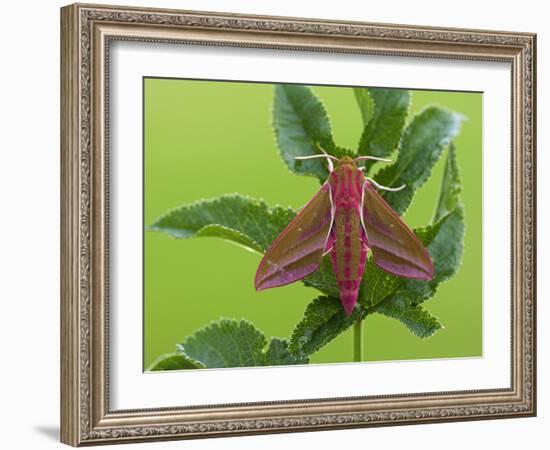 Elephant Hawkmoth, County Clare, Munster, Republic of Ireland, Europe-Carsten Krieger-Framed Photographic Print