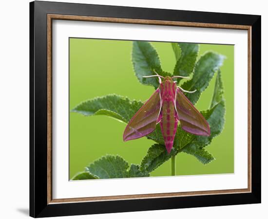 Elephant Hawkmoth, County Clare, Munster, Republic of Ireland, Europe-Carsten Krieger-Framed Photographic Print