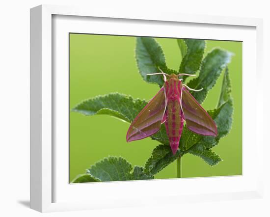 Elephant Hawkmoth, County Clare, Munster, Republic of Ireland, Europe-Carsten Krieger-Framed Photographic Print