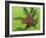 Elephant Hawkmoth, County Clare, Munster, Republic of Ireland, Europe-Carsten Krieger-Framed Photographic Print