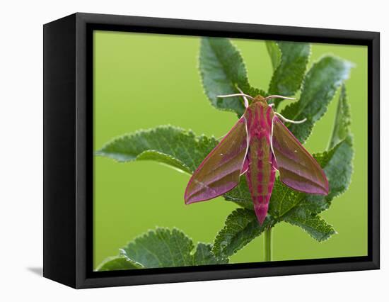 Elephant Hawkmoth, County Clare, Munster, Republic of Ireland, Europe-Carsten Krieger-Framed Premier Image Canvas