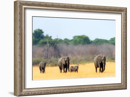 Elephant herd heading towards the waterhole, Hwange National Park, Zimbabwe, Africa-Karen Deakin-Framed Photographic Print