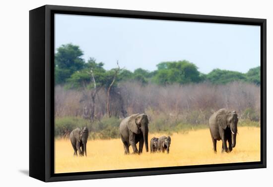 Elephant herd heading towards the waterhole, Hwange National Park, Zimbabwe, Africa-Karen Deakin-Framed Premier Image Canvas