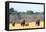 Elephant herd heading towards the waterhole, Hwange National Park, Zimbabwe, Africa-Karen Deakin-Framed Premier Image Canvas