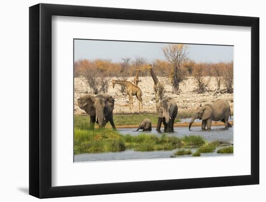 Elephant herd in Etosha National Park. Oshikoto Region, Namibia.-Keren Su-Framed Photographic Print