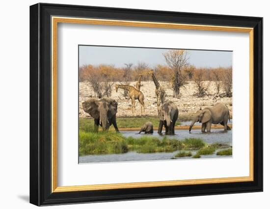 Elephant herd in Etosha National Park. Oshikoto Region, Namibia.-Keren Su-Framed Photographic Print