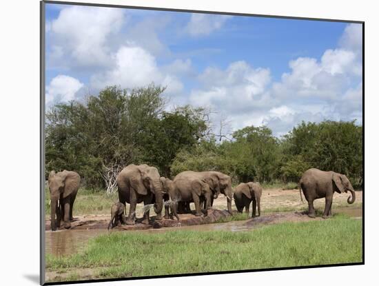 Elephant Herd, Kruger National Park, South Africa, Africa-Ann & Steve Toon-Mounted Photographic Print