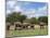 Elephant Herd, Kruger National Park, South Africa, Africa-Ann & Steve Toon-Mounted Photographic Print