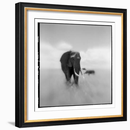 Elephant Herd, Masai Mara Game Reserve, Kenya-null-Framed Photographic Print