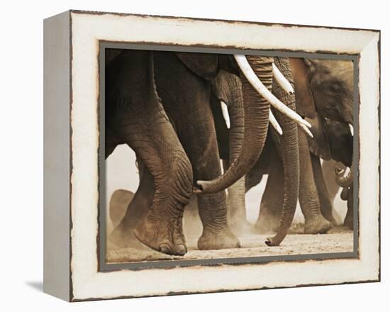 Elephant Herd on the Move-Martin Harvey-Framed Premier Image Canvas