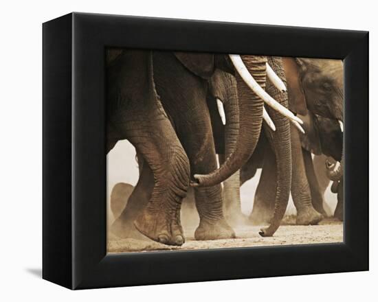 Elephant Herd on the Move-Martin Harvey-Framed Premier Image Canvas