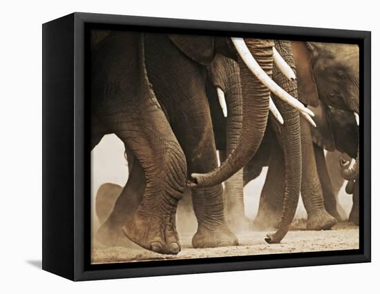 Elephant Herd on the Move-Martin Harvey-Framed Premier Image Canvas