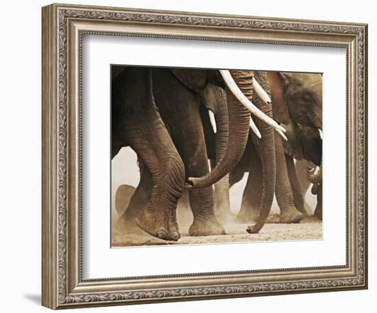 Elephant Herd on the Move-Martin Harvey-Framed Photographic Print