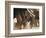 Elephant Herd on the Move-Martin Harvey-Framed Photographic Print