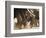 Elephant Herd on the Move-Martin Harvey-Framed Photographic Print