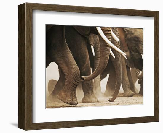 Elephant Herd on the Move-Martin Harvey-Framed Photographic Print