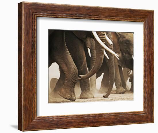 Elephant Herd on the Move-Martin Harvey-Framed Photographic Print