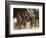 Elephant Herd on the Move-Martin Harvey-Framed Photographic Print