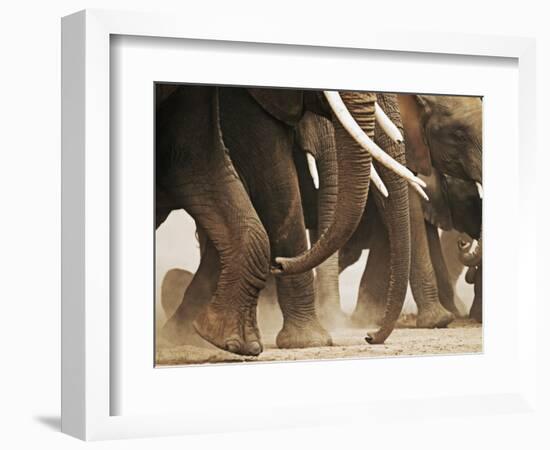 Elephant Herd on the Move-Martin Harvey-Framed Photographic Print