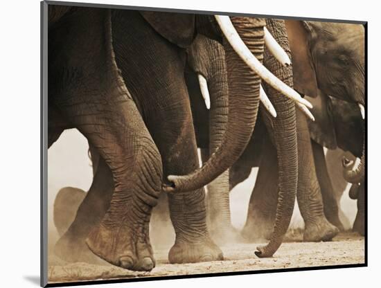 Elephant Herd on the Move-Martin Harvey-Mounted Photographic Print