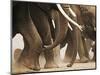 Elephant Herd on the Move-Martin Harvey-Mounted Photographic Print