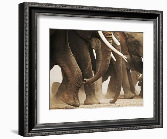 Elephant Herd on the Move-Martin Harvey-Framed Photographic Print