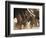 Elephant Herd on the Move-Martin Harvey-Framed Photographic Print