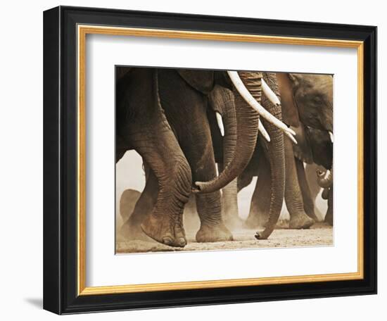 Elephant Herd on the Move-Martin Harvey-Framed Photographic Print