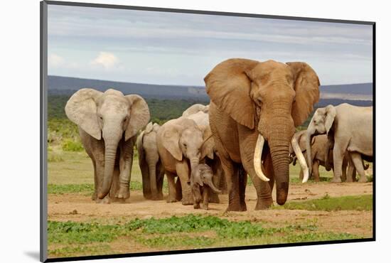 Elephant Herd-ZambeziShark-Mounted Photographic Print