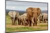 Elephant Herd-ZambeziShark-Mounted Photographic Print