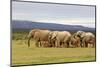 Elephant Herd-ZambeziShark-Mounted Photographic Print