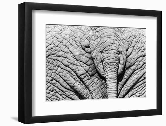 Elephant Hide-Catharina Lux-Framed Photographic Print