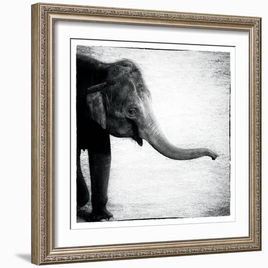 Elephant II-Debra Van Swearingen-Framed Art Print