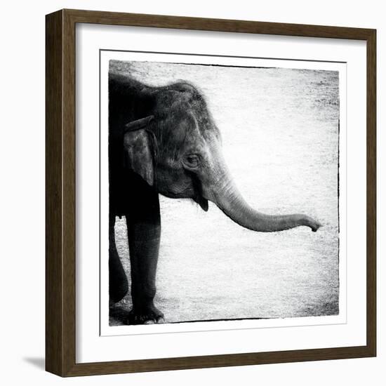 Elephant II-Debra Van Swearingen-Framed Art Print