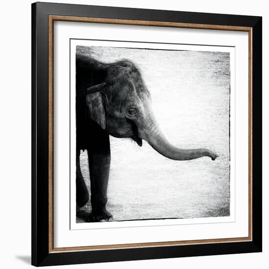 Elephant II-Debra Van Swearingen-Framed Art Print