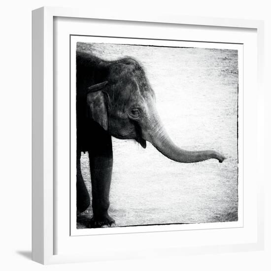 Elephant II-Debra Van Swearingen-Framed Art Print