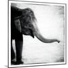 Elephant II-Debra Van Swearingen-Mounted Art Print