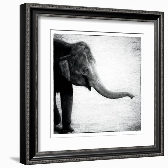 Elephant II-Debra Van Swearingen-Framed Art Print