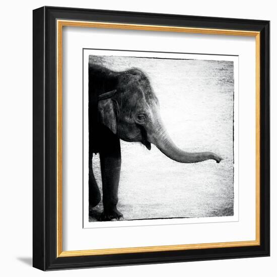 Elephant II-Debra Van Swearingen-Framed Art Print