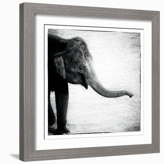 Elephant II-Debra Van Swearingen-Framed Premium Giclee Print