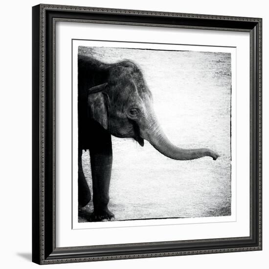 Elephant II-Debra Van Swearingen-Framed Premium Giclee Print