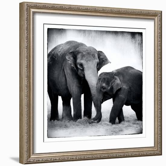 Elephant III-Debra Van Swearingen-Framed Art Print